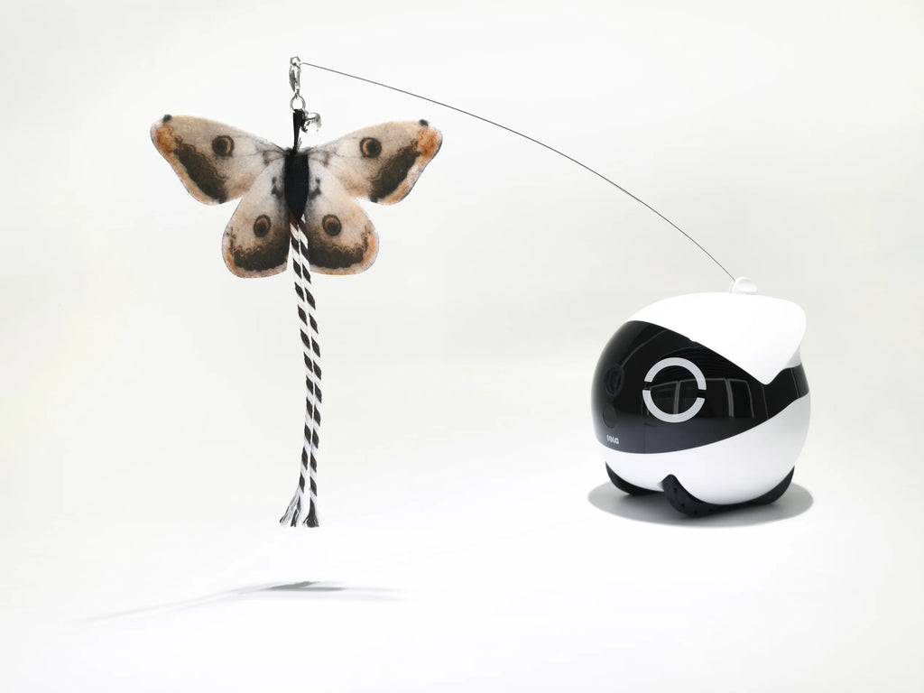 Rola Mini Cat Teaser